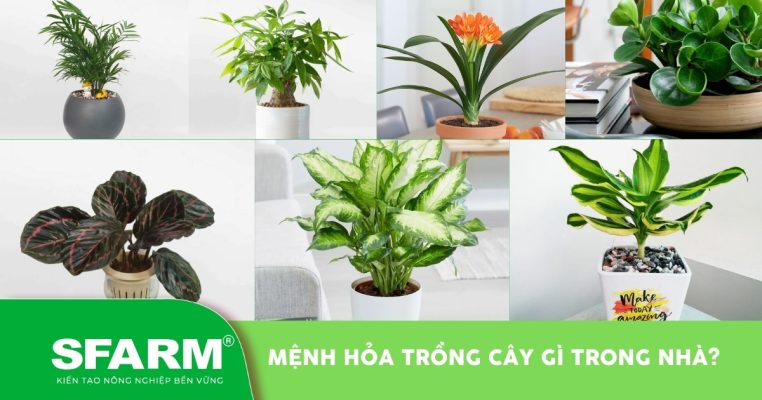 menh hoa trong cay gi trong nha thumb