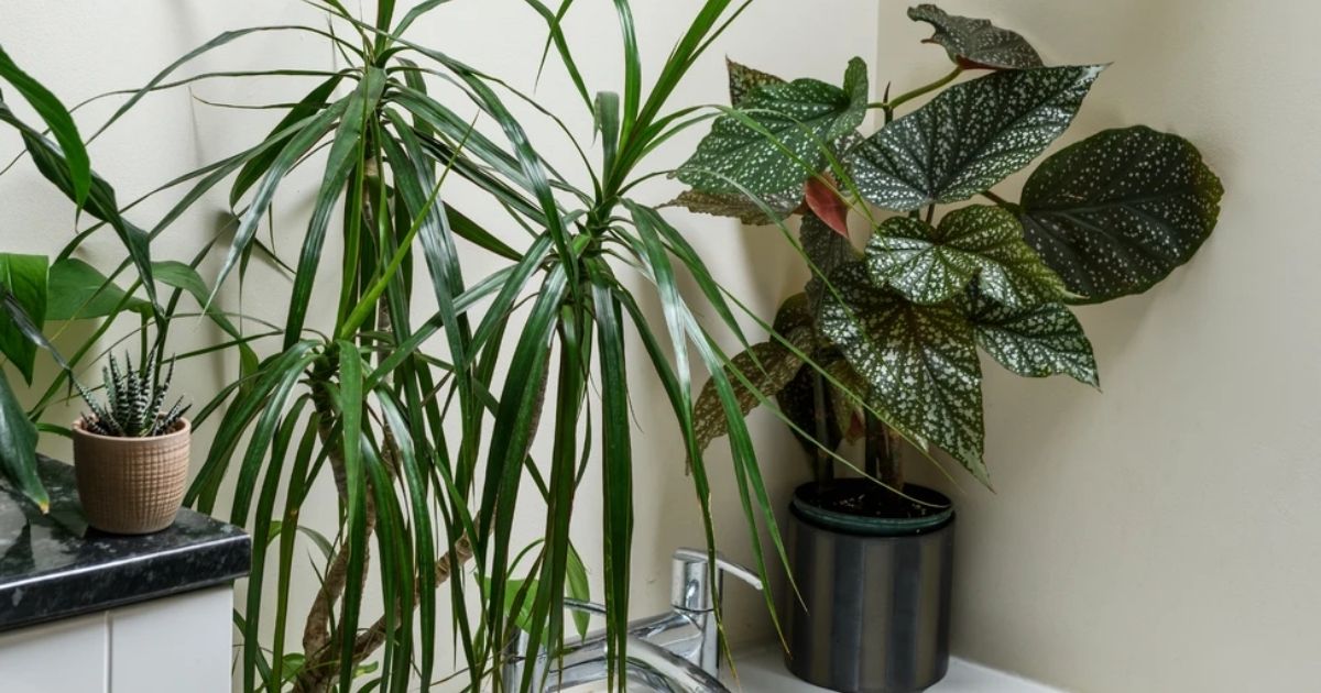 Người mệnh Kim cần chọn cây phù hợp với không gian Người mệnh Kim cần chọn cây phù hợp với không gian