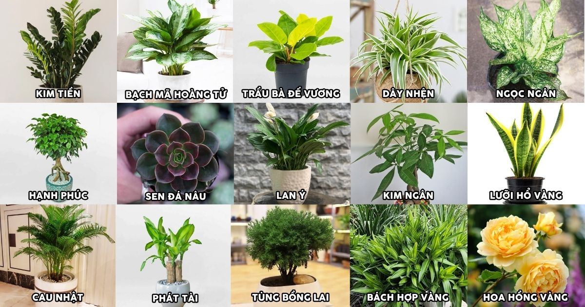 Top 15+ cây phong thủy cho người mệnh Kim Top 15+ cây phong thủy cho người mệnh Kim