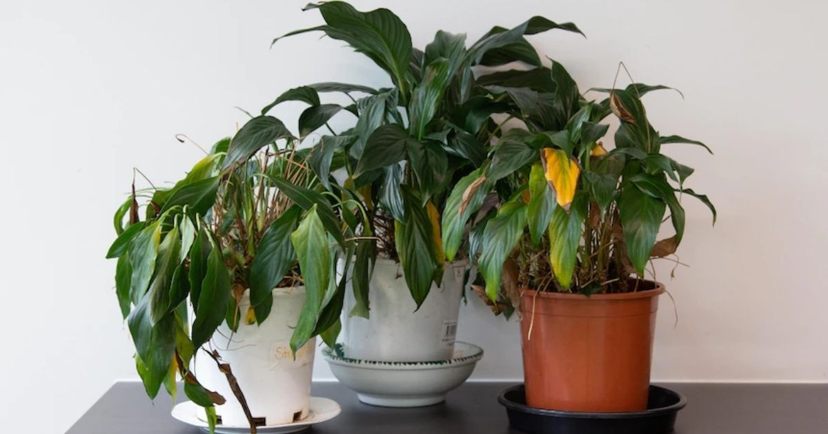 Cây héo úa có thể ảnh hưởng đến tài lộc Cây héo úa có thể ảnh hưởng đến tài lộc