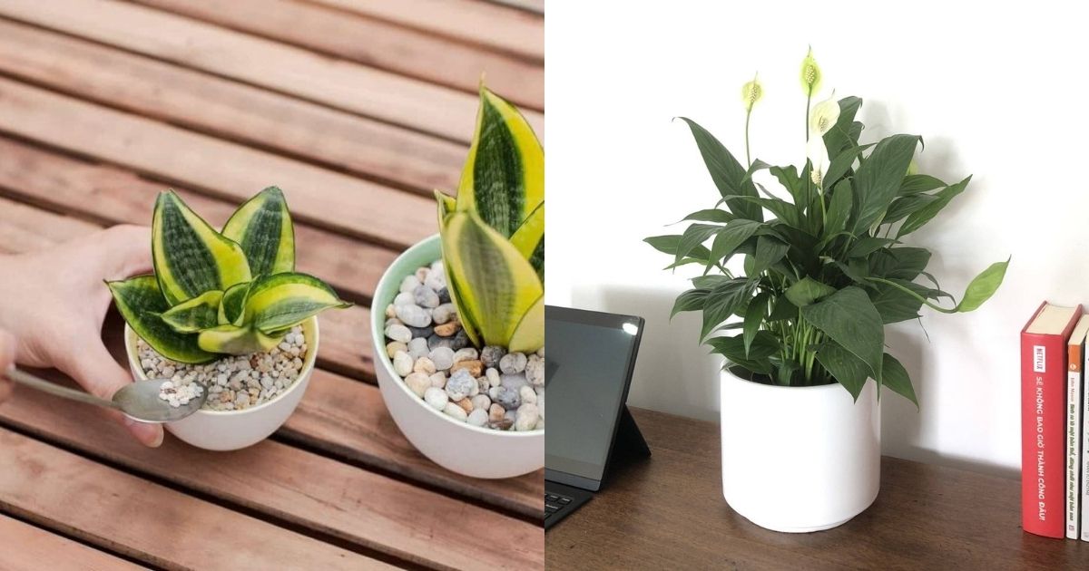 Nên chọn cây có kích thước nhỏ cho bàn làm việc Nên chọn cây có kích thước nhỏ cho bàn làm việc