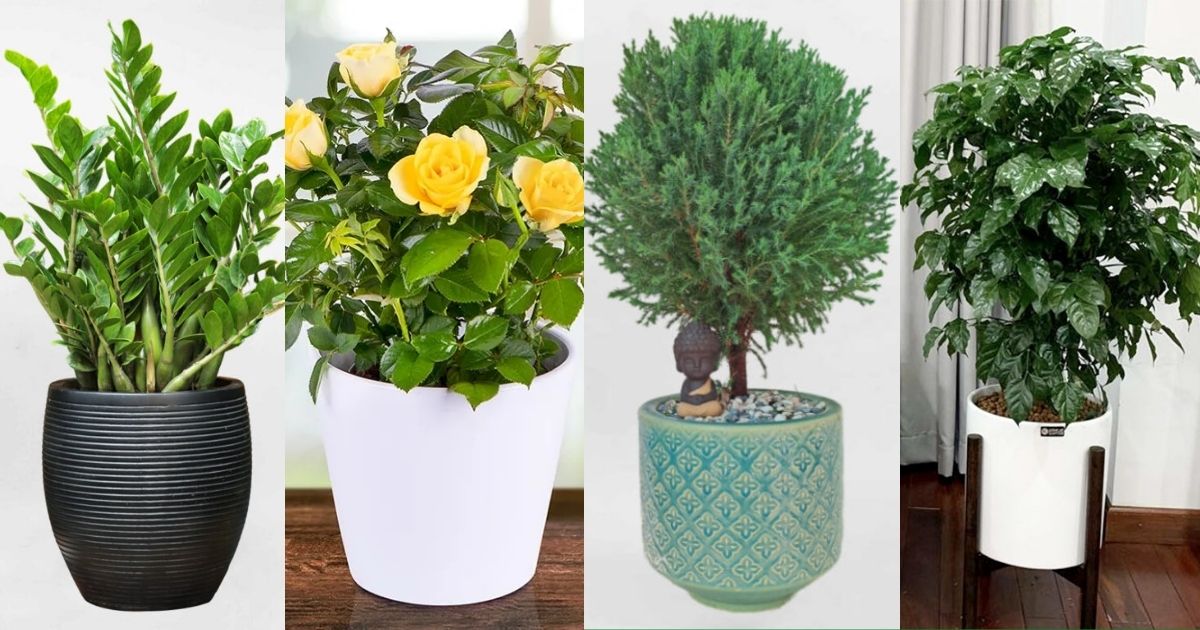 Mệnh Kim nên trồng cây gì? Mệnh Kim nên trồng cây gì?