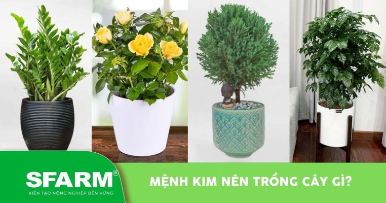 menh kim nen trong cay gi thumb