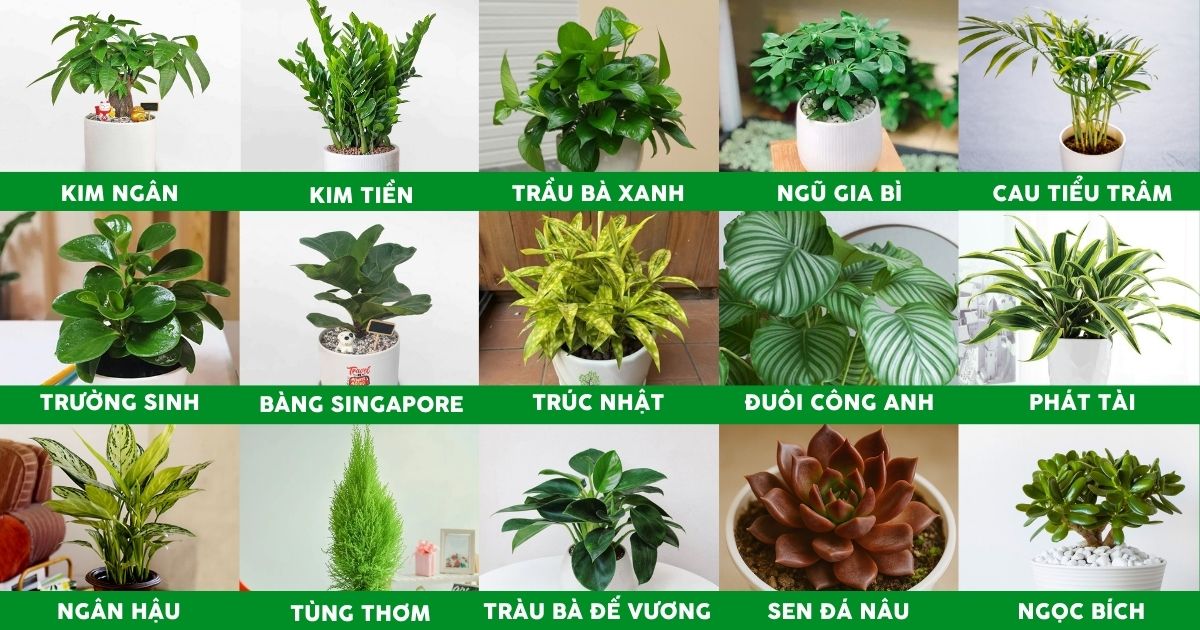 Top 15 cây trồng hợp phong thủy cho người mệnh Mộc Top 15 cây trồng hợp phong thủy cho người mệnh Mộc