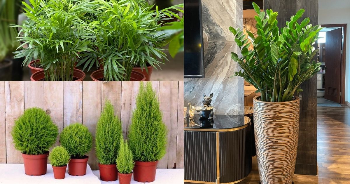 Màu xanh của cây giúp thư giãn và tập trung Màu xanh của cây giúp thư giãn và tập trung