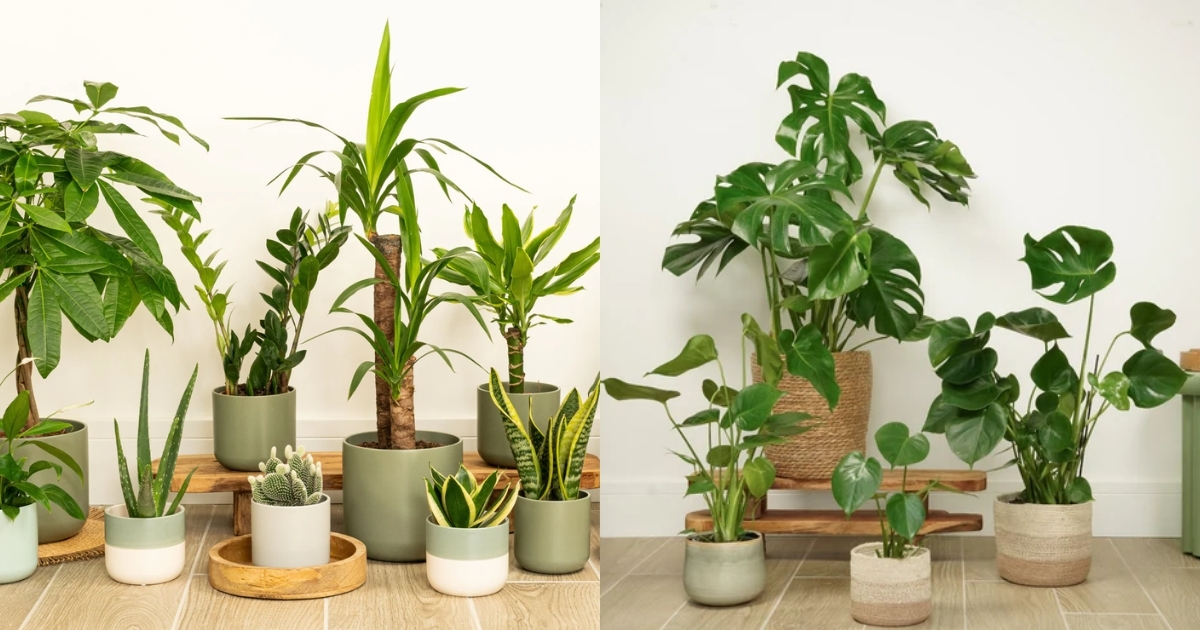 Cần giữ cây xanh sạch sẽ và xanh tốt Cần giữ cây xanh sạch sẽ và xanh tốt