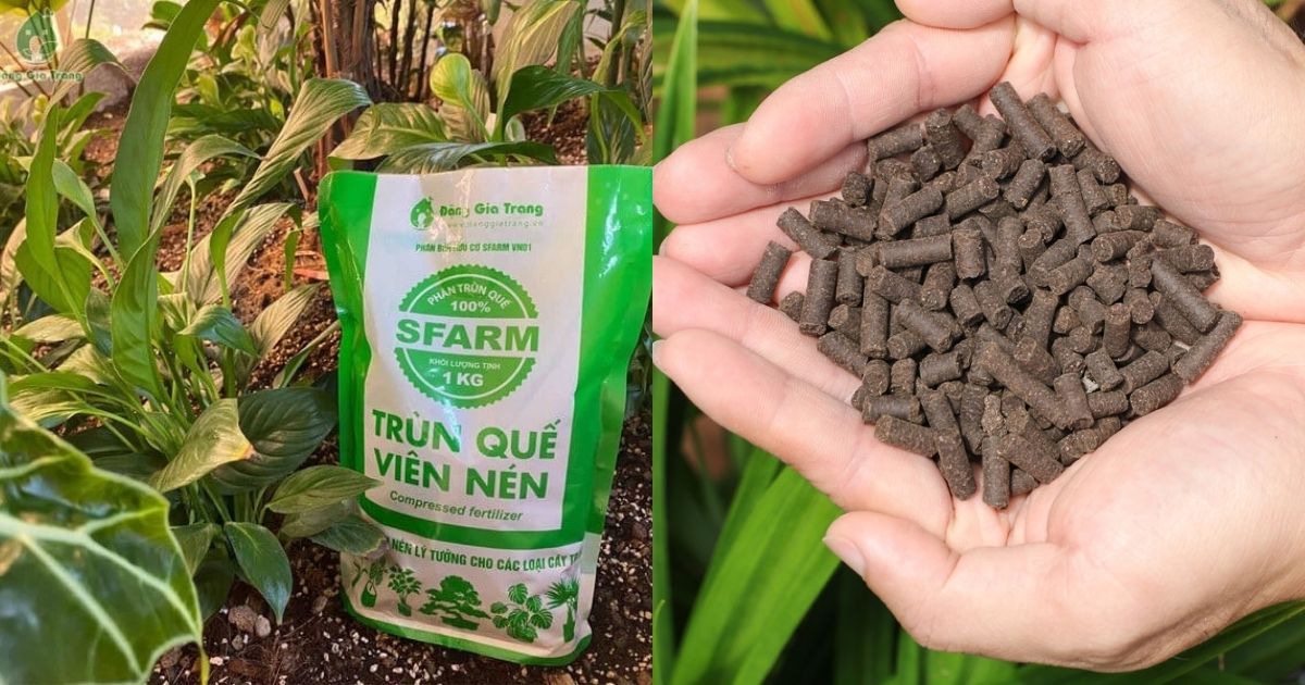 Phân trùn quế SFARM giúp cho cây khỏe mạnh Phân trùn quế SFARM giúp cho cây khỏe mạnh