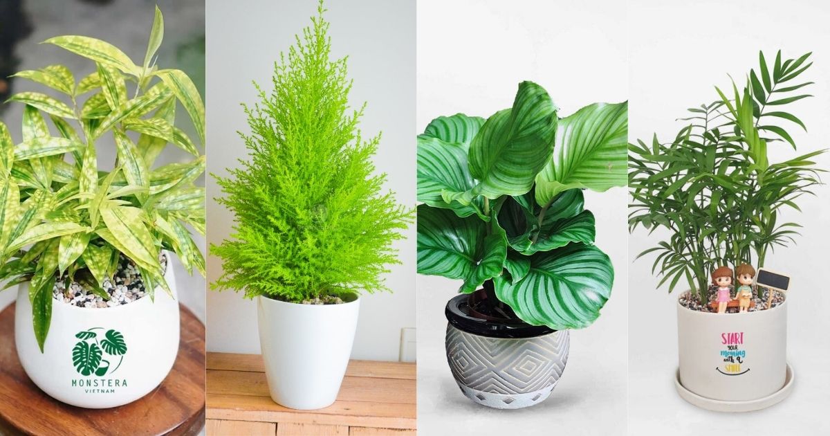 Mệnh Mộc trồng cây gì? Mệnh Mộc trồng cây gì?