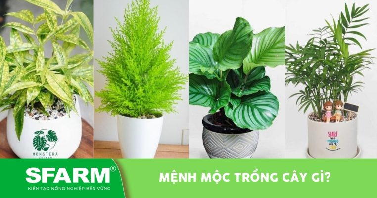 menh moc trong cay gi thumb