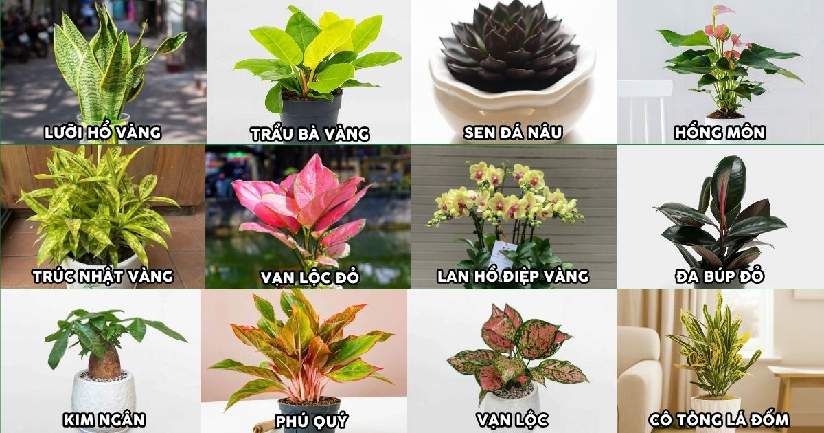 Top 12+ cây phong thủy hợp mệnh Thổ Top 12+ cây phong thủy hợp mệnh Thổ