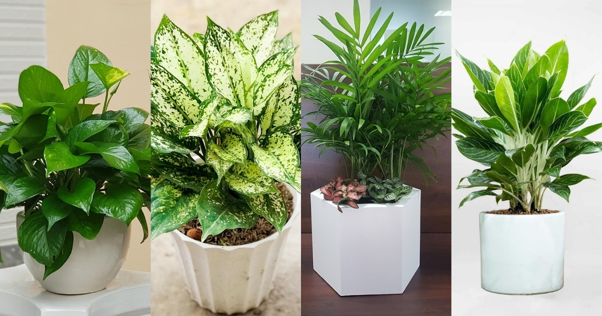 Một số cây mệnh Thổ nên hạn chế trồng Một số cây mệnh Thổ nên hạn chế trồng