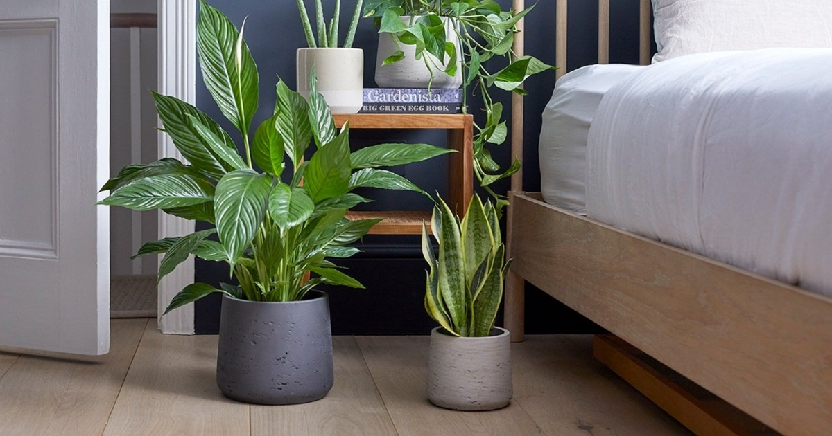 Cây chậu nhỏ đặt ở góc phòng ngủ giúp thanh lọc không khí Cây chậu nhỏ đặt ở góc phòng ngủ giúp thanh lọc không khí
