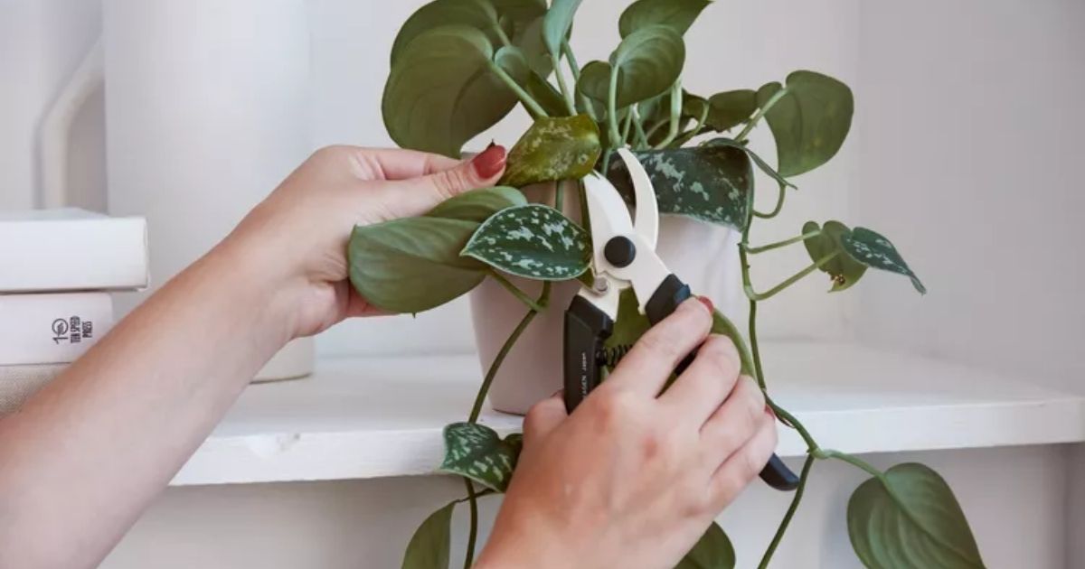 Việc cắt tỉa giúp cây thông thoáng và hạn chế bệnh Việc cắt tỉa giúp cây thông thoáng và hạn chế bệnh