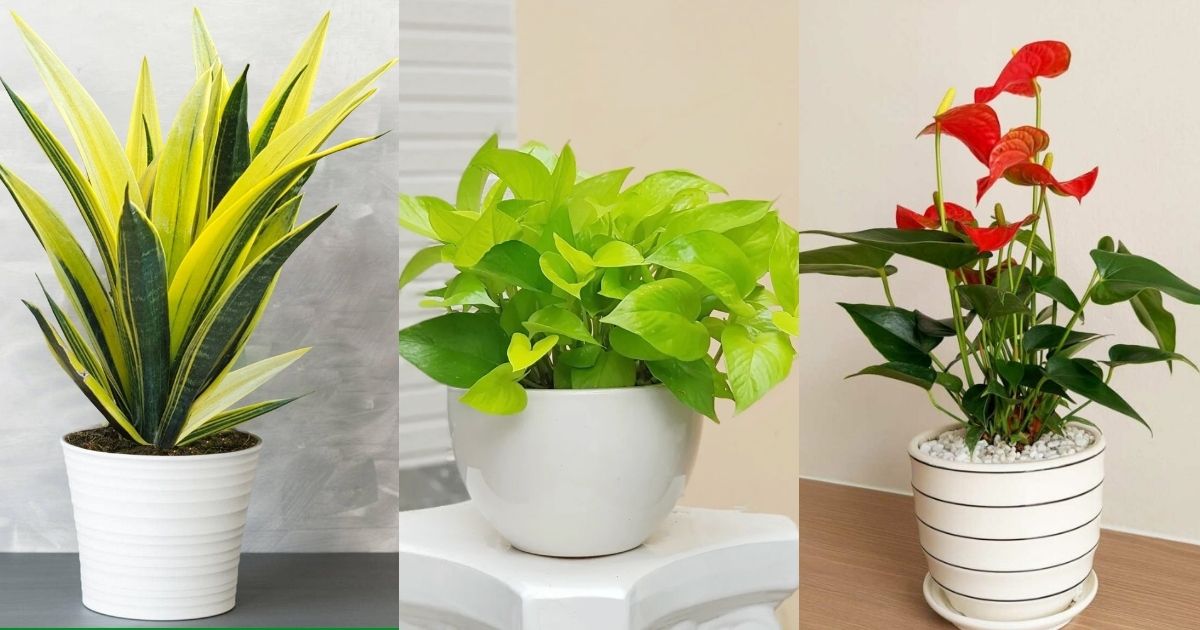 Mệnh Thổ nên trồng cây gì? Mệnh Thổ nên trồng cây gì?