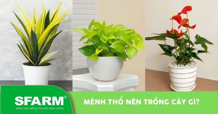 menh tho nen trong cay gi thumb