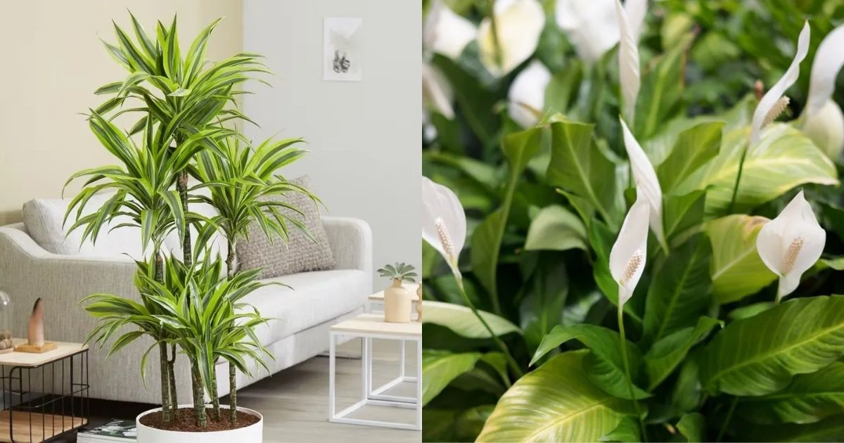 Cây có đường nét mềm mại tượng trưng cho sự linh hoạt và uyển chuyển