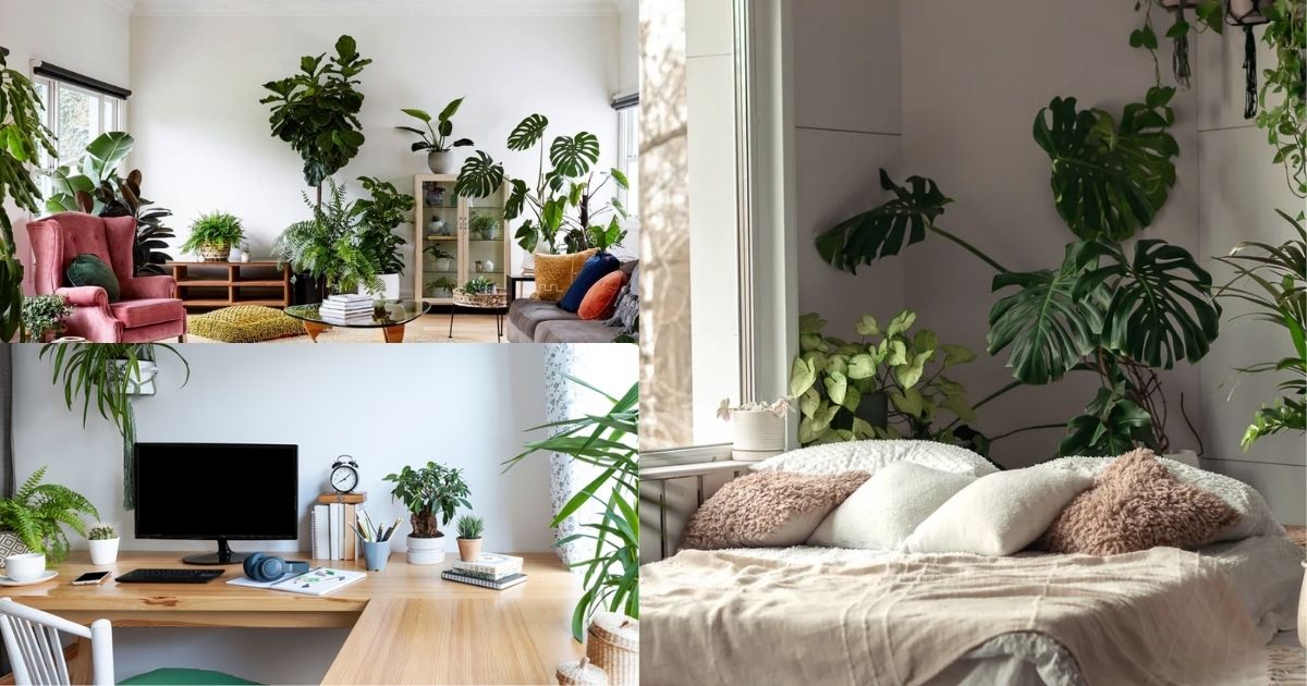 Mệnh Thủy trồng cây gì cho từng không gian sống?