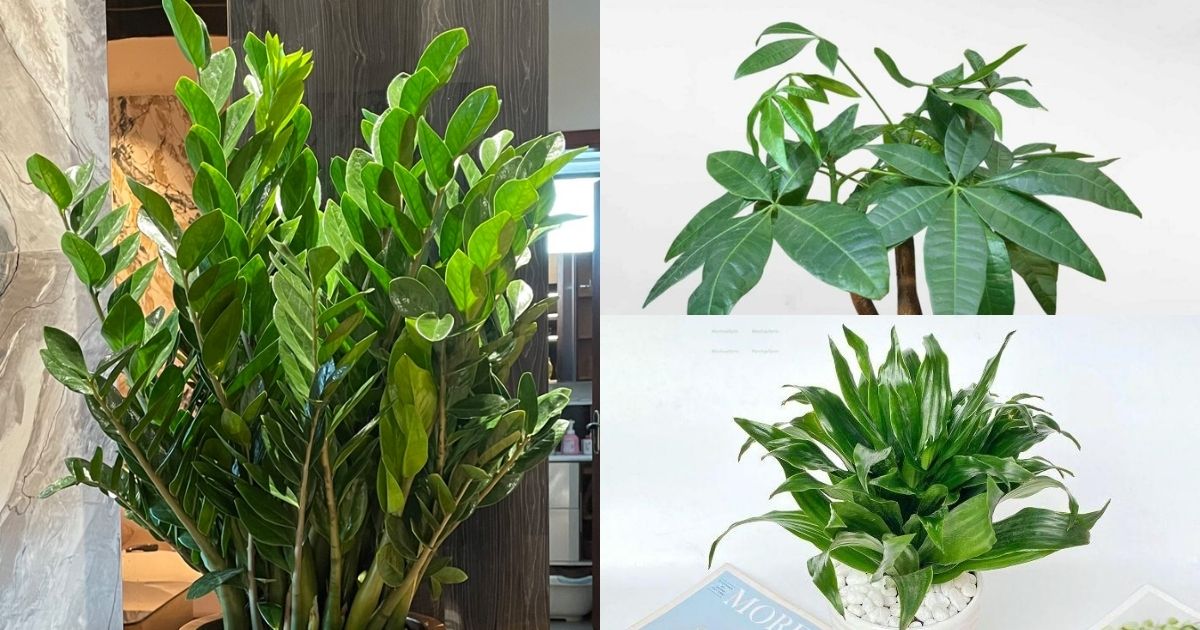 Kim Ngân, Kim Tiền, Phát Tài Úc giúp thu hút tài lộc