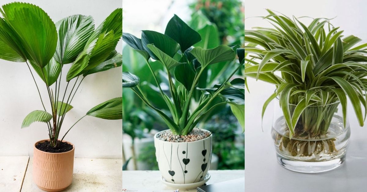 Mệnh Thủy trồng cây gì?