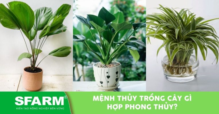 menh thuy trong cay gi thumb