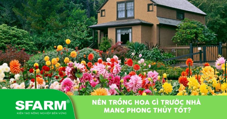 nen trong hoa gi truoc nha thumb 1