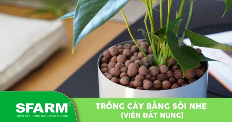 trong cay bang soi nhe thumb