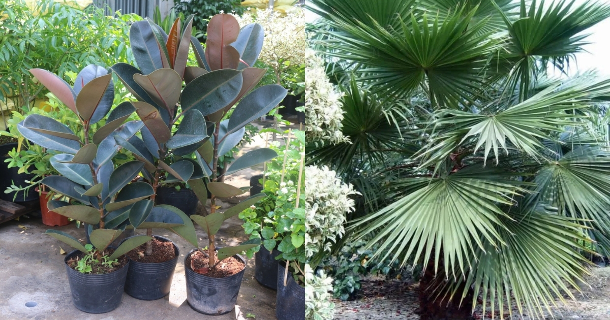 Đa búp đỏ và cọ cảnh giúp sân vườn xanh mát mà không cần chăm nhiều Đa búp đỏ và cọ cảnh giúp sân vườn xanh mát mà không cần chăm nhiều