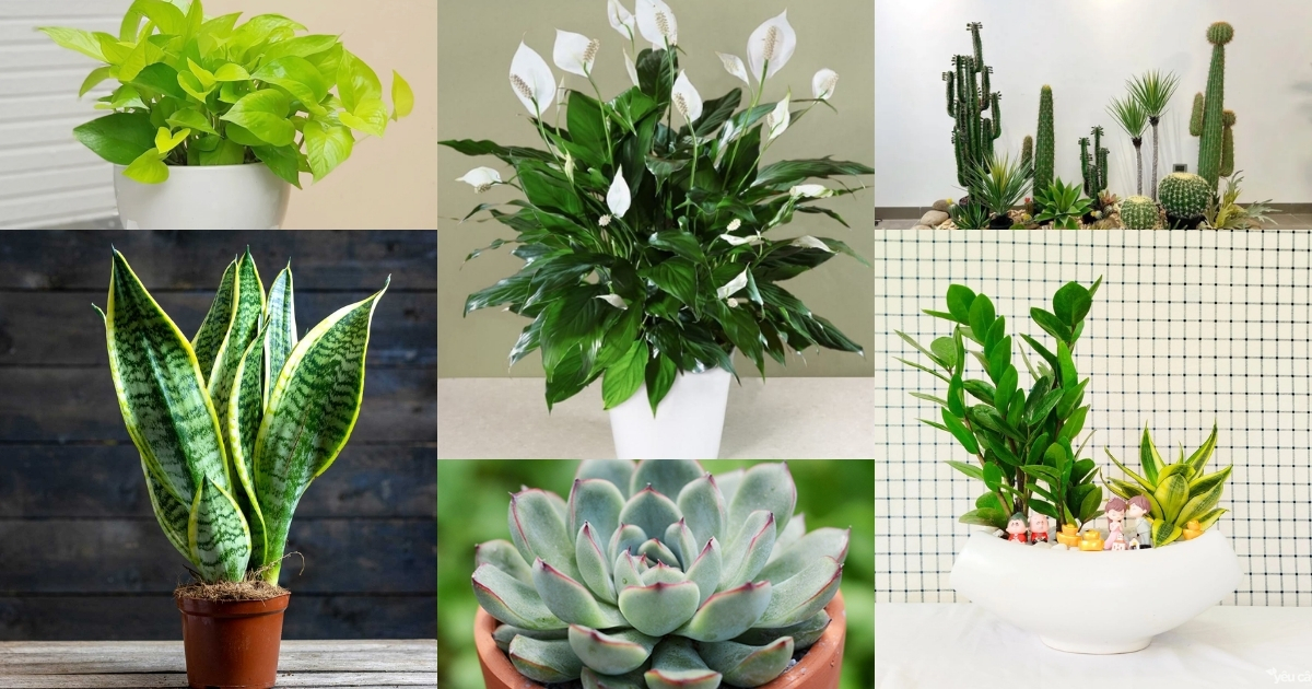 Các loại cây trồng trong nhà tốn ít thời gian chăm sóc Các loại cây trồng trong nhà tốn ít thời gian chăm sóc
