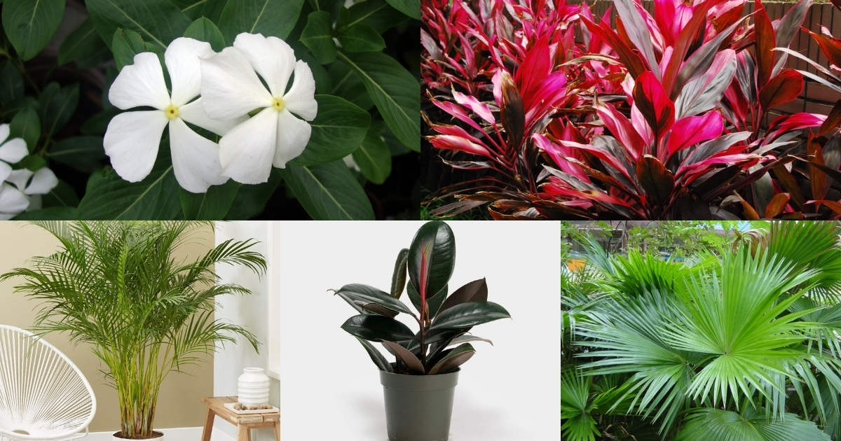 5 loại cây trồng ngoài trời cho người bận rộn 5 loại cây trồng ngoài trời cho người bận rộn