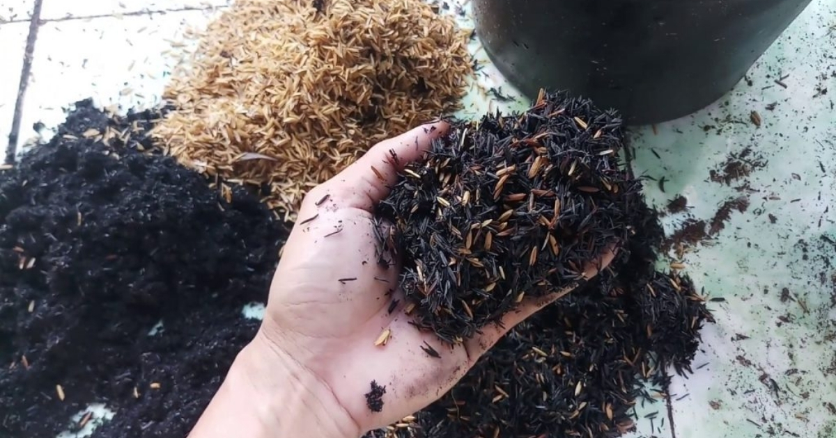 Phủ trấu và mùn hữu cơ giúp hạn chế đất bốc hơi nước Phủ trấu và mùn hữu cơ giúp hạn chế đất bốc hơi nước