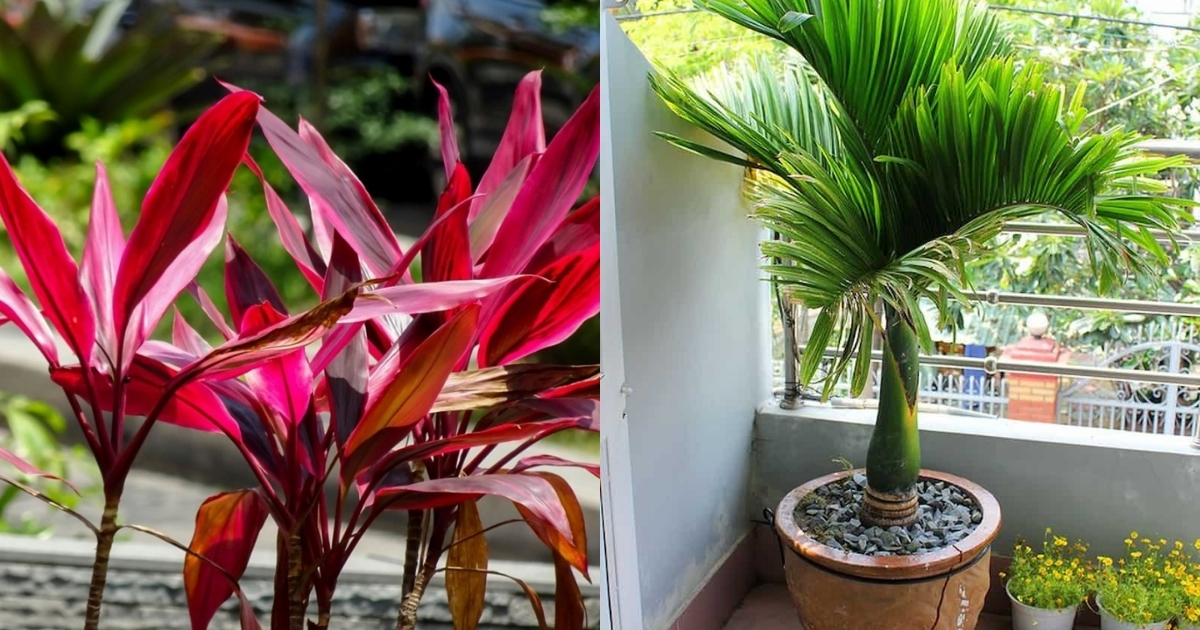 Ban công có thể đặt cây chịu hạn tốt như huyết dụ hay cau cảnh Ban công có thể đặt cây chịu hạn tốt như huyết dụ hay cau cảnh