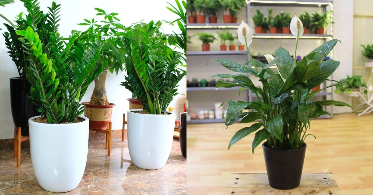 Kim tiền và lan ý rất phù hợp để đặt ở phòng khách Kim tiền và lan ý rất phù hợp để đặt ở phòng khách