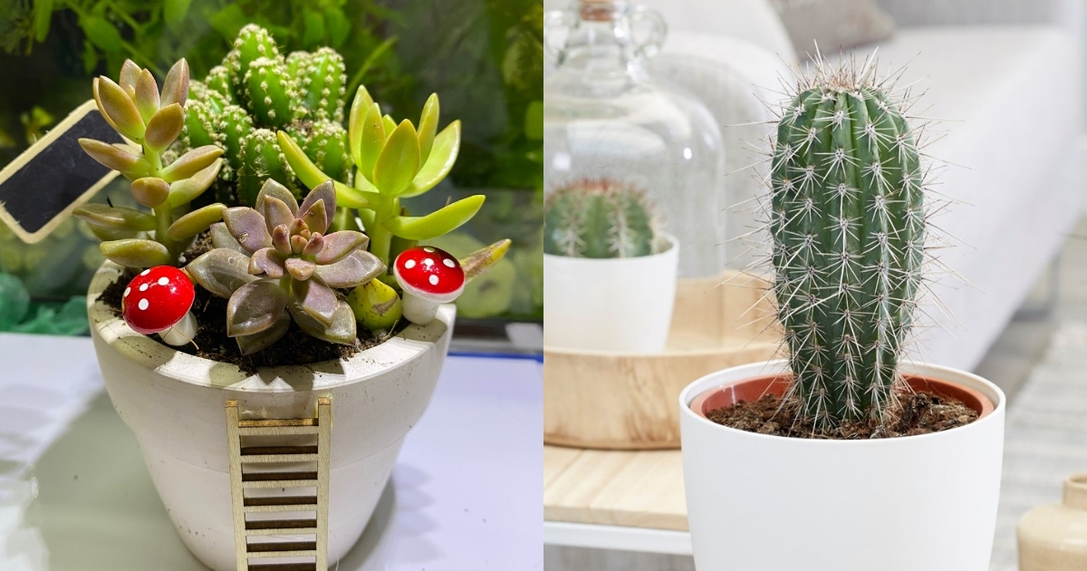 Bàn làm việc đặt sen đá hoặc xương rồng giúp giảm căng thẳng Bàn làm việc đặt sen đá hoặc xương rồng giúp giảm căng thẳng