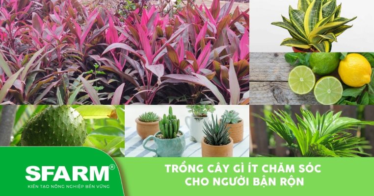 trong cay gi it cham soc thumb