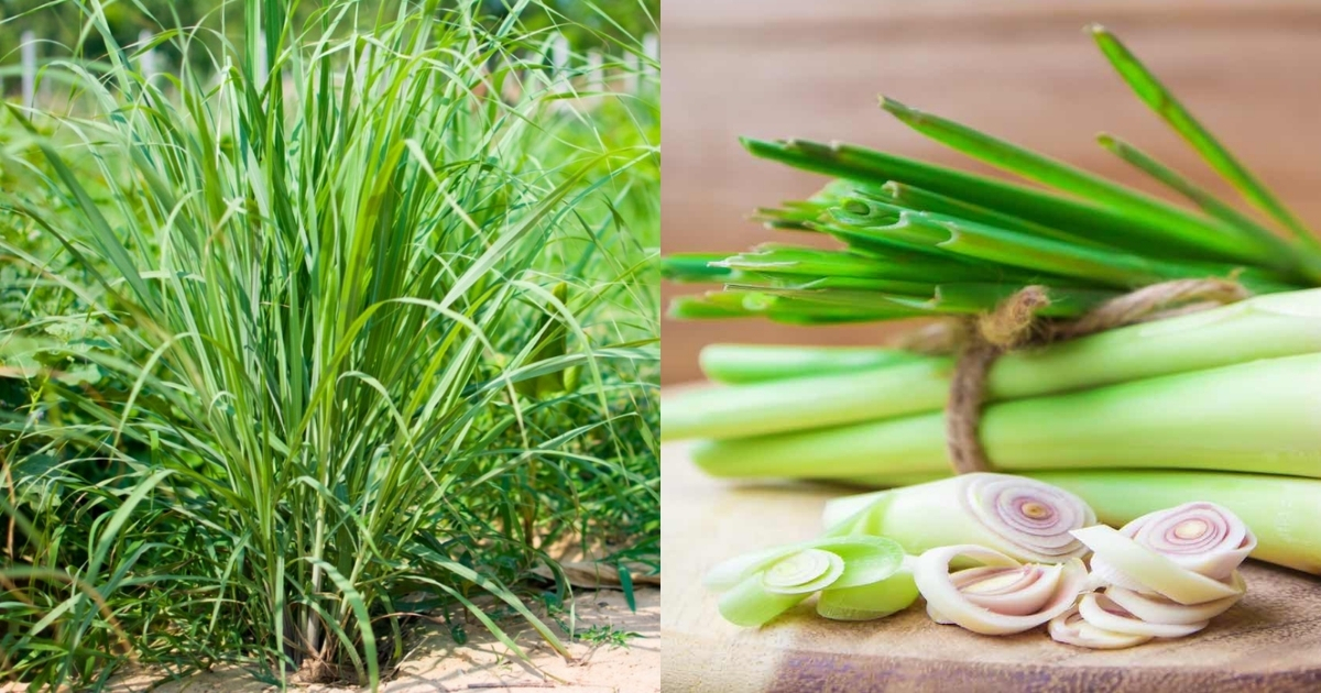 Sả dễ trồng, ít sâu bệnh, cho thu hoạch quanh năm