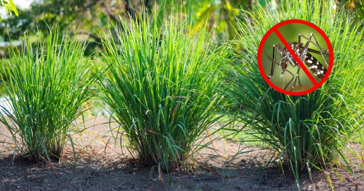 Trồng sả quanh nhà giúp xua đuổi muỗi