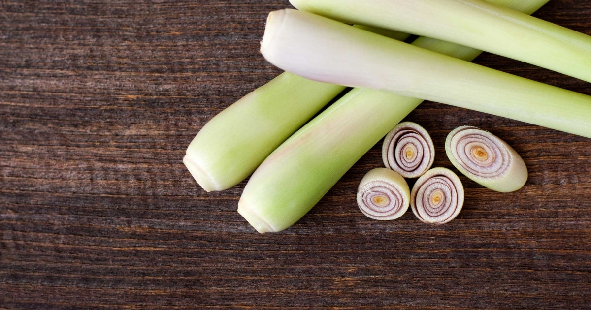 Trồng cây sả có tác dụng gì?