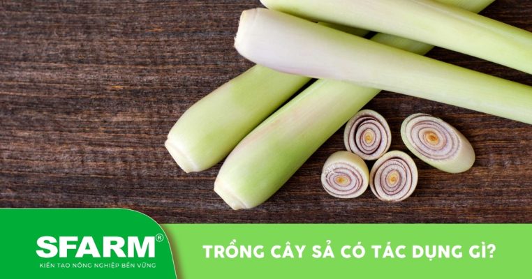 trong cay sa co tac dung gi thumb