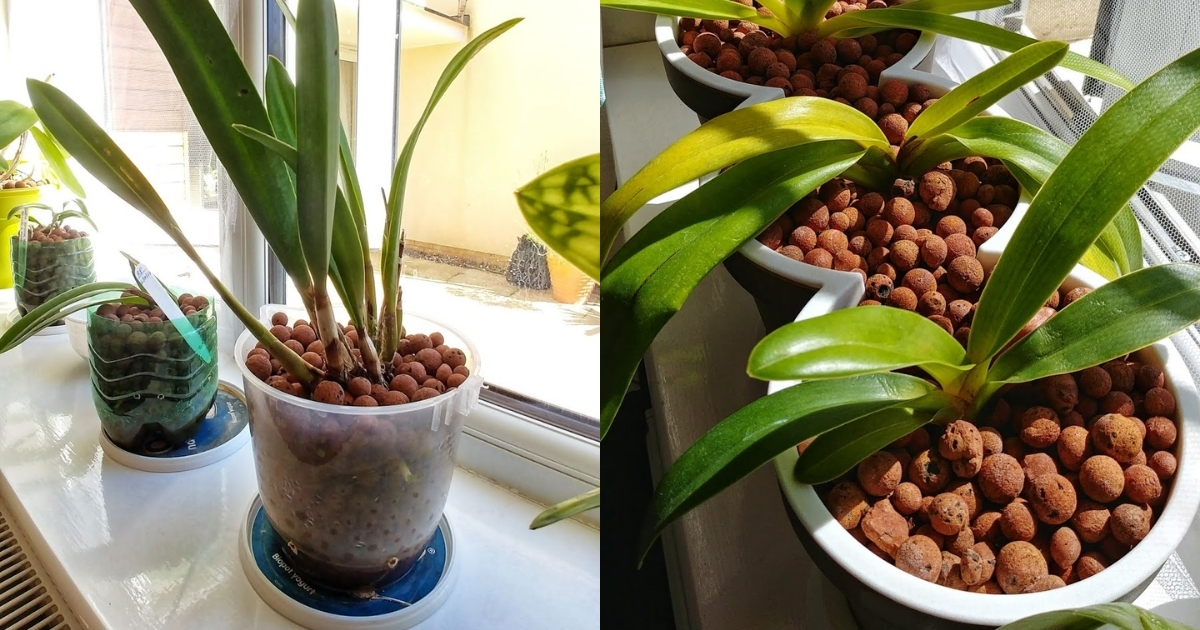 Trồng lan hài với đất sét nung giúp rễ nhận đủ oxy Trồng lan hài với đất sét nung giúp rễ nhận đủ oxy
