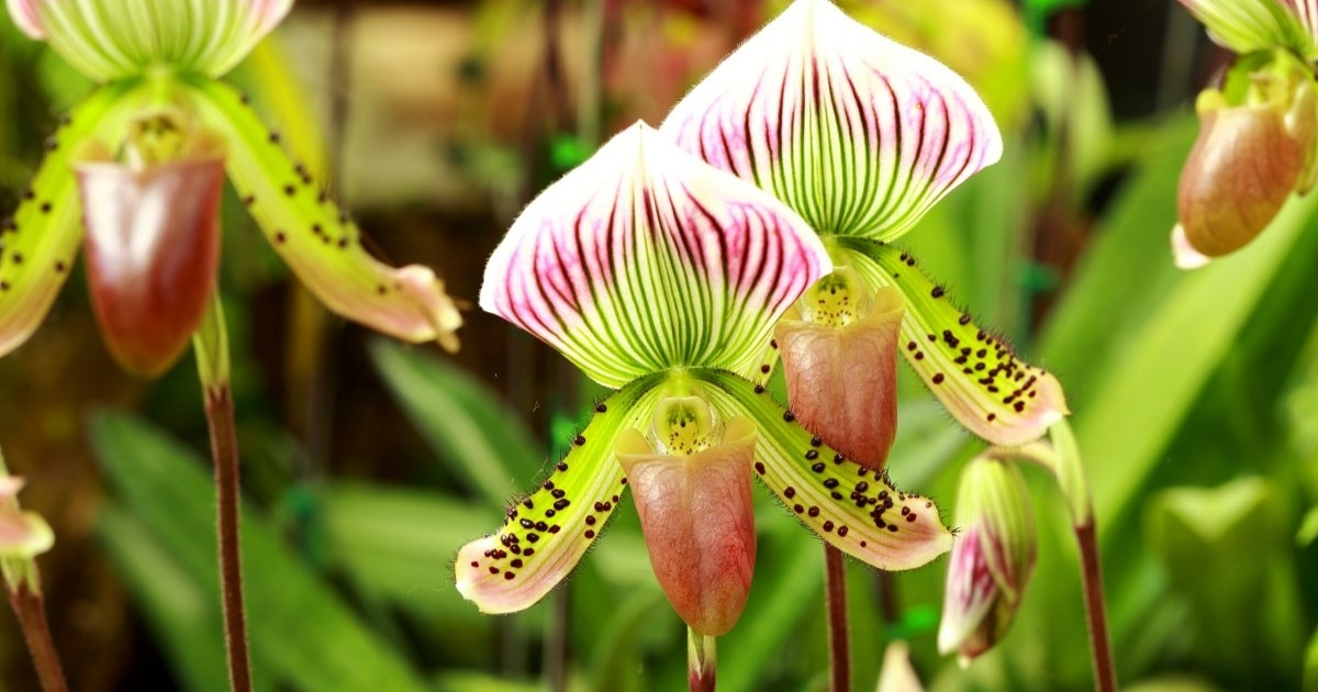 Trồng lan hài với đất sét nung giúp ngăn ngừa úng rễ Trồng lan hài với đất sét nung giúp ngăn ngừa úng rễ