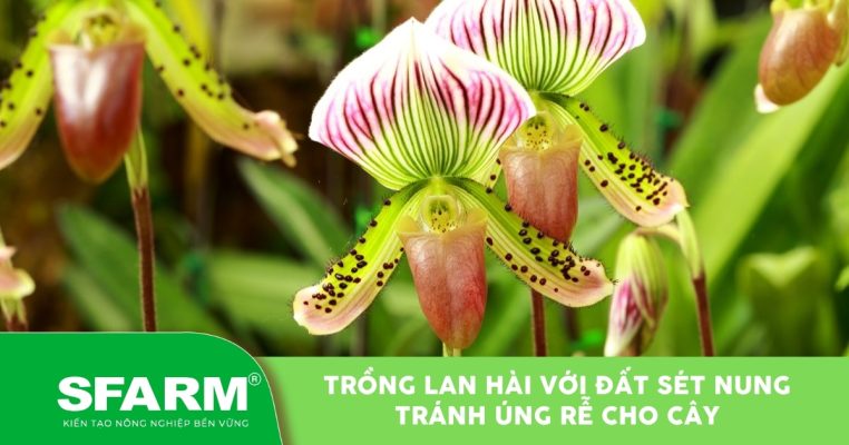 trong lan hai voi dat set nung thumb