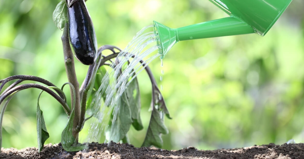 Vi khuẩn gây bệnh có thể lây qua nước tưới