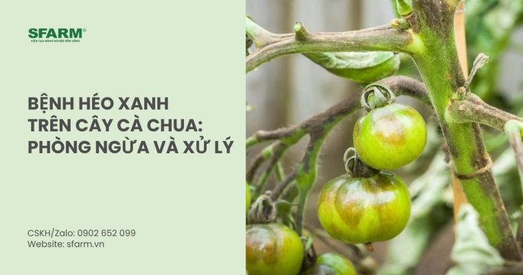 benh heo xanh tren cay ca chua thumb