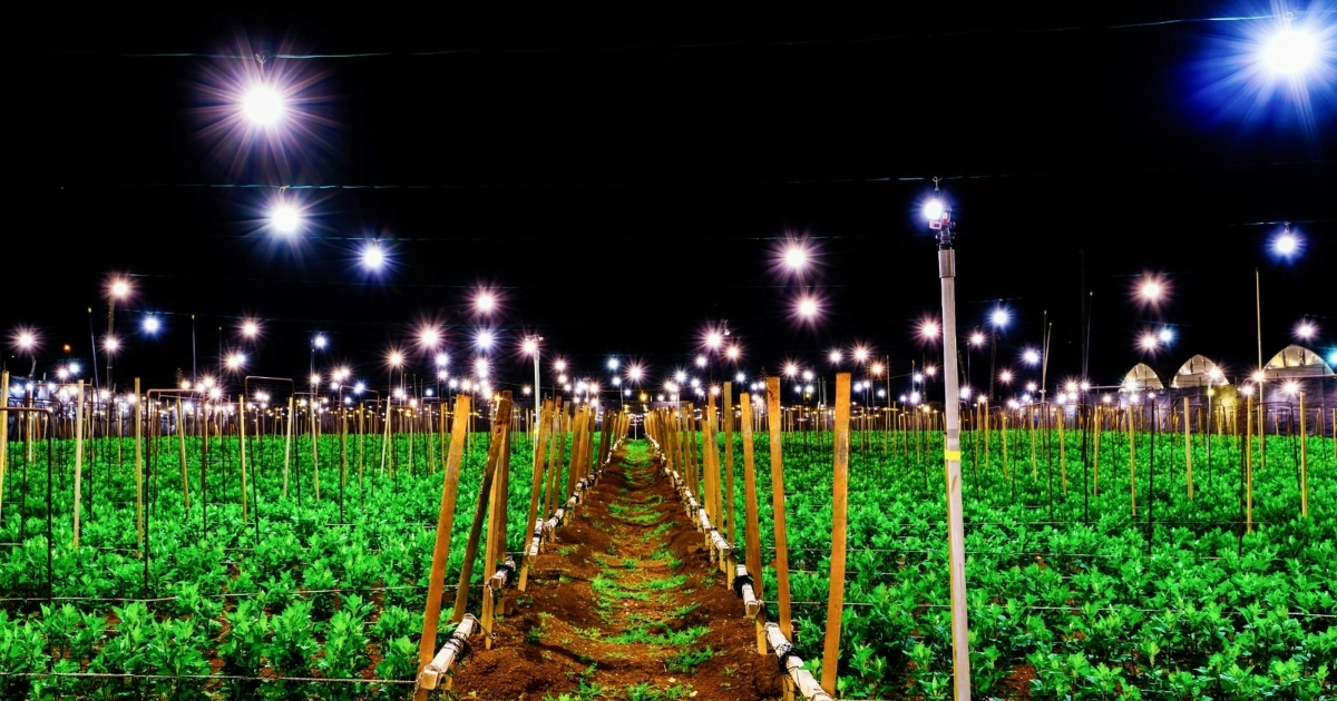 Tăng thời gian chiếu sáng bằng đèn khi hoa nở muộn