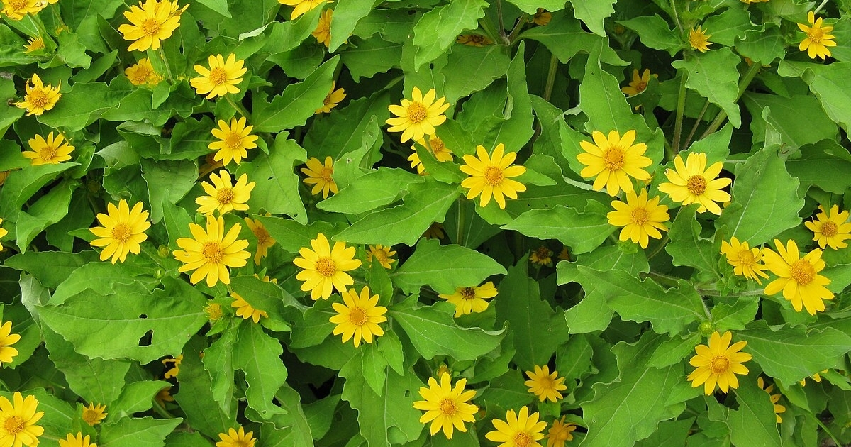 Cúc mặt trời tượng trưng cho năng lượng tích cực