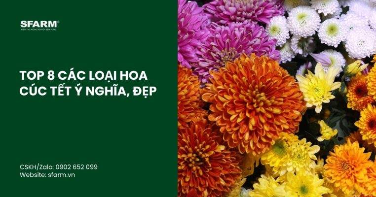 cac loai hoa cuc tet thumb