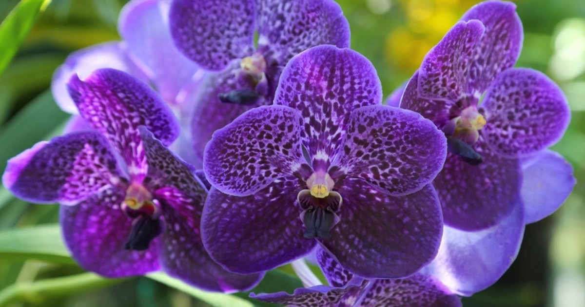 Lan Vanda ít sâu bệnh và dễ chăm