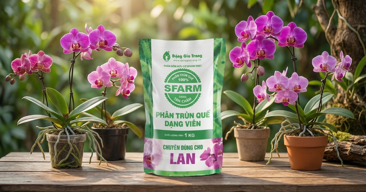 Phân trùn quế viên nén giúp cung cấp dinh dưỡng lâu dài cho lan