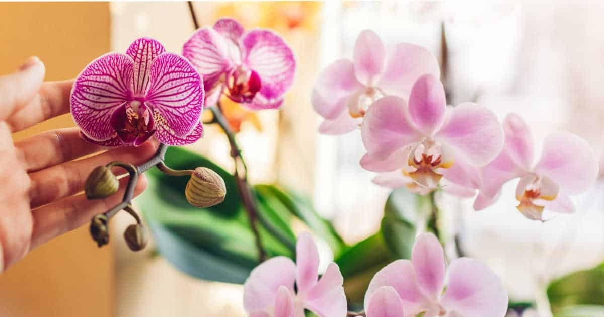 Các loại hoa lan chơi Tết sang trọng cho năm nay