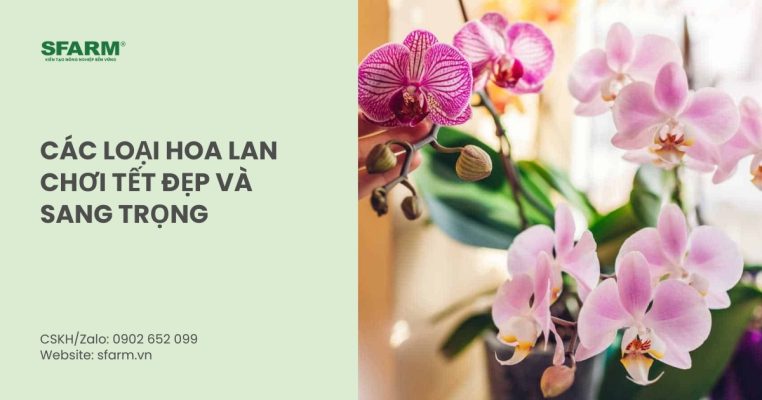 cac loai hoa lan choi tet thumb